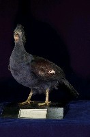 藏品(藍鳳冠鳩)的圖片